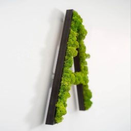 letra de musgo natural